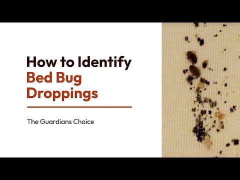 12 Simple Ways to Identify Bed Bug Droppings | How to Identify Bed Bug Droppings