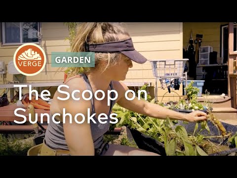 Growing Jerusalem Artichokes! (or Sunchokes)