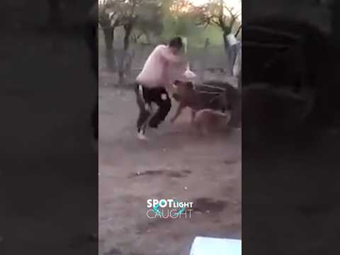 A Mother's Love Saves Pig from Danger!