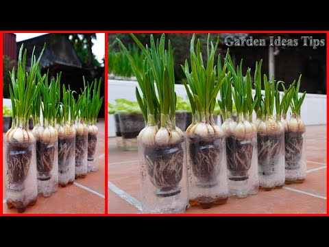 LIVE STREAM: Useful Gardening Tips Vegetables on Balcony and Rooftops at Home for Beginners