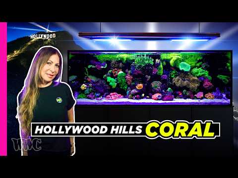 Reef Tank Under the Hollywood Sign! | 180 Gallon Tank