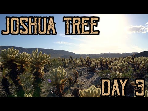 JOSHUA TREE DAY 3 // CHOLLA 🌵 GARDEN // SCENIC ROUTE 🏜  // HALL OF HORROR