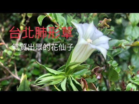 以台北為名、氣質出眾的花仙子—台北肺形草