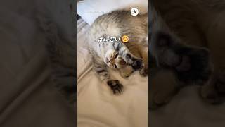 やわらか～いニャンコさん｜PECO #猫 #愛猫家 #猫動画 #猫のいる暮らし #cat #catlover #catvideos #catlife