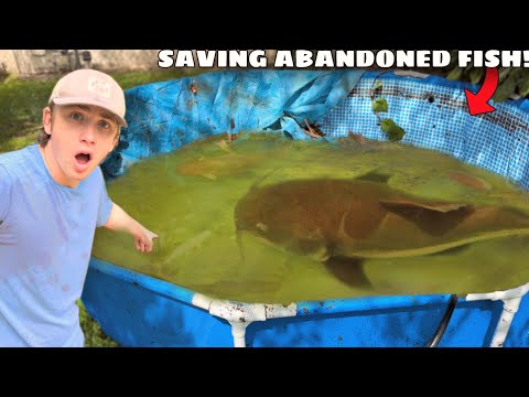 I Found an Abandoned Pond FILLED with Monster Fish!