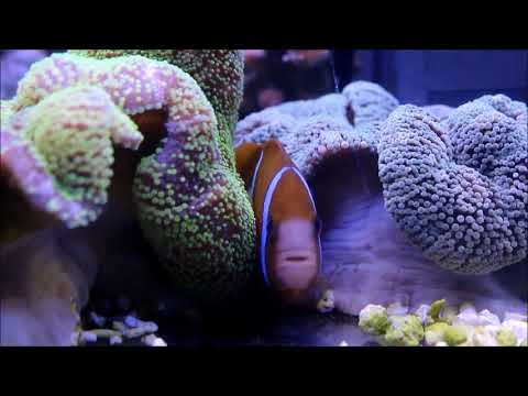 澳洲藍帶成魚Barrier reef anemonefish adult 3k