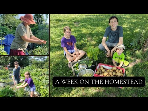 Farm to Table Eating ~ Using our Harvests