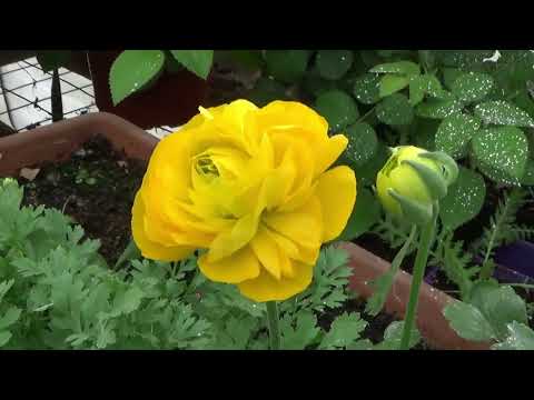 The First Ranunculus Blooms Of The 2023 Season!!