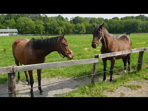 レガシーワールド騸29歳とジュエルヨコハマ牝3歳