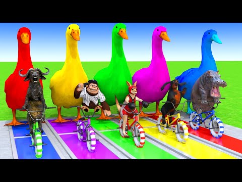 5 Giant Duck Cartoon,Cow,Elephant,Tiger,Lion,Dinosaur,Paint Wild Animals Crossing Fountain Animation