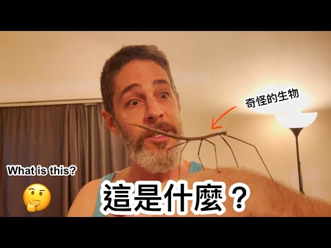 Strange Creature In My House😱又有奇怪生物闖進我家 😳 到底是什麼？