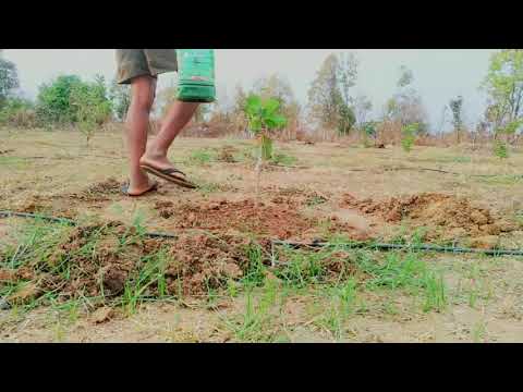 planting plants|farmingbeginner gardeningbeginner gardening