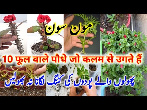 Flowering plants To Grow From Cuttings/اگست میں کٹنگ سے لگنے والے پودے/Grow Plants from Cuttings