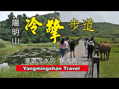 【陽明山最美步道】走冷擎步道 擎天崗看水牛 冷水坑泡腳  菁山吊橋拍美照 [ 含交通指南 ‧ 遊程地圖]Yangmingshan Travel  Guide《老鄭旅拍 JoyTravelTaiwan》