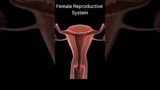 Female Reproductive System