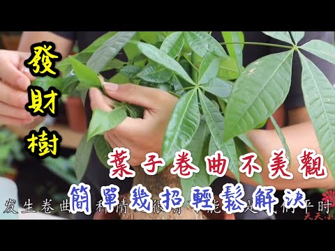 【天天小花農】發財樹，葉子出現卷曲不美觀，教你簡單幾招輕鬆解決