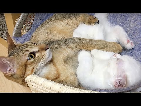 貓咪們的感情超好的 Two Cats