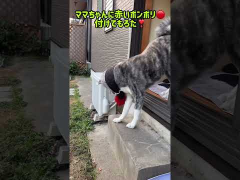 派手好きオシャレさん #秋田犬