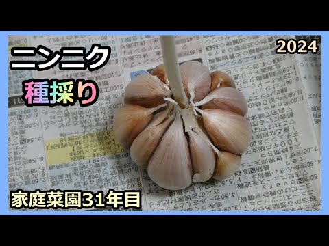 【ニンニク 種採り＆保存方法 2024】 家庭菜園31年目