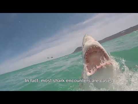 Diving Deep The Truth Behind Shark attacks and Encounters