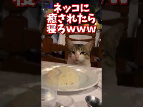 ネッコの動画で癒されたら寝ろｗｗｗ　#2ch #2ch動物スレ #2ch面白いスレ #動物 #犬 #猫 #癒やし #ねこ