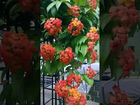 Beautiful flowers #shortviral #flowers