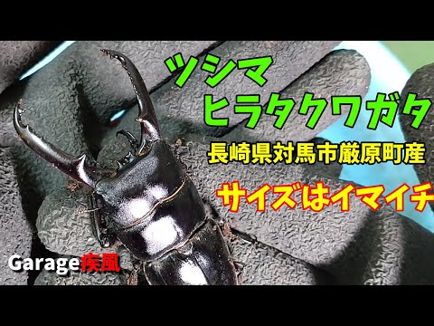 ツシマヒラタクワガタ　羽化個体を確認します　サイズはイマイチだった　#クワガタ