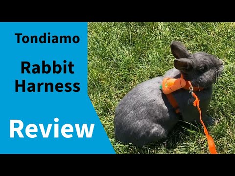 Just what you want to know: Tondiamo Bunny Rabbit Harness