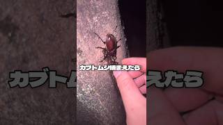 こんなことありませんか？                          #カブトムシ #昆虫採集 #昆虫 #クワガタ      声：音読さん