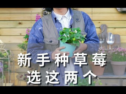 新手种草莓，选这两个