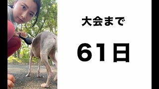 61日後にバキバキになる薬学生の飼ってるイッヌが足速すぎて散歩が疲れる #shorts