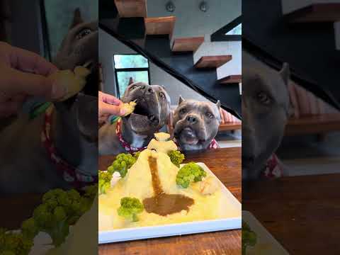 Jurassic Food da Chef Maori Blue - Nossa Rotina #americanbully