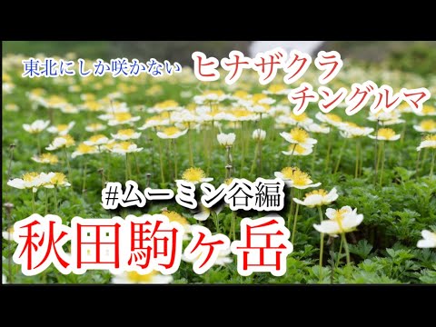 【山野草・高山植物】7月　秋田駒ヶ岳　ムーミン谷と呼ばれる場所