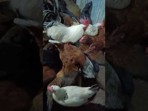 #desipoultryfarming #chicken #freerangepoultry #sbfarmsbilaspur #desichickenfarming #shortsfeed