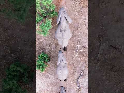 Elephants on the move #elephant #babyanimals #safari