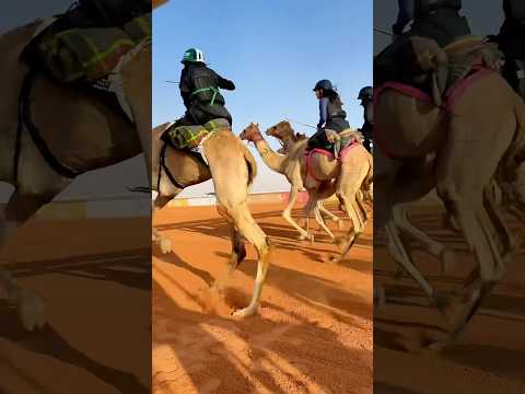 Females racing camels in Saudi Arabia! 🇸🇦