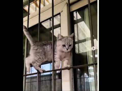 Dancing Cat on My Windowsill #animals #cat #catlovers