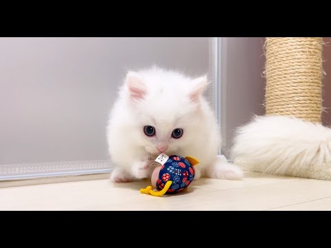 【マンチカンの子猫】リスみたいな子猫の遊び姿は癒しな件 ～猫のいる生活Vol.995～出産動画 マンチカン短足・ミヌエット・ペルシャ猫専門ブリーダー『ペット蔵人』【子猫の成長記録】