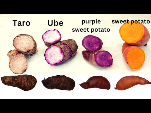 What's the difference between Taro, Ube(purple yam), Purple sweet potato and sweet potato?区别 紫薯和紫心番薯