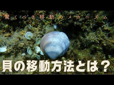 貝はどうやって進む？驚くべき移動のメカニズムに迫る