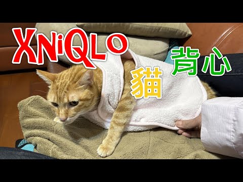 【寵物貓咪】Xniqlo 貓背心試穿走秀｜ 搶到便宜又實穿的嬰兒背心？  2023.3.3