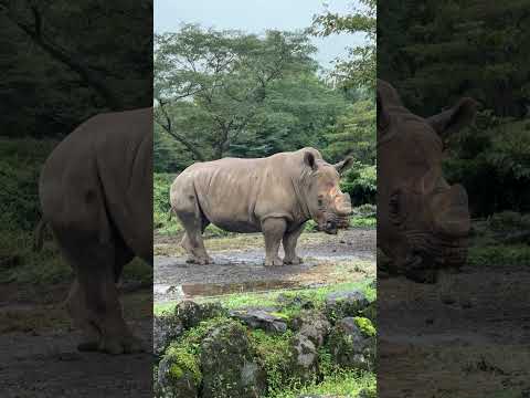 サイ / Rhinoceros (Shorts) -- 富士サファリパーク / Fuji Safari Park (2024/10/6)