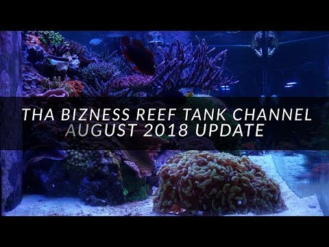 Reef Tank Update For August 2018