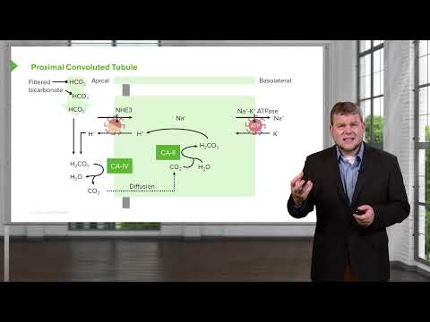 Renal reabsorption of HCO3 – Acid Base Balance