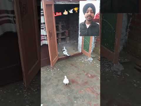 #pigeon#kabuterbaaz #youtube #kabutarstatus#pigeonloves #shortsviral#bird#kabutar#tranding#bird