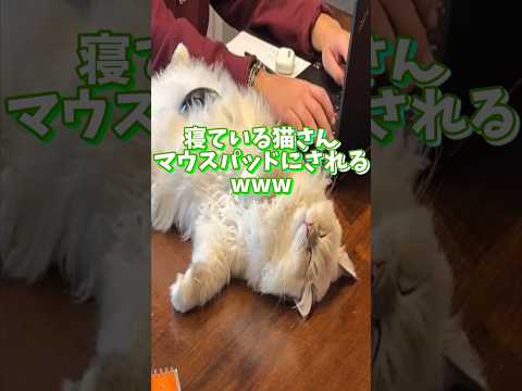 ネッコの動画で癒されたら寝ろｗｗｗ　#2ch #2ch動物スレ #2ch面白いスレ #動物 #犬 #猫 #癒やし #ねこ