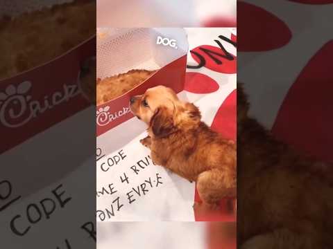 Pov: Cute Chick-Fil-A Dog #trending #fyp #doglover #chickfila