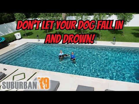 Pool Safety for Dogs: Prevent Drowning