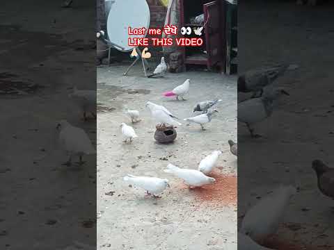 #shorts #viralreels #pigeon #kabuterbazi #pigeonloves #trending #youtube #kabutar #tranding