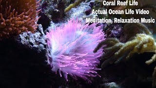 Beautiful Ocean Life captured and put to meditating, relaxing, calming music.  A Coral Life Series.